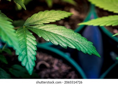 close-up of cannabis plants due to indoor ultraviolet light, types of cannabis plants indica, sativa, or ruderalis,Commonly used as a medicine to calm nerves, relieve pain, cause drowsiness