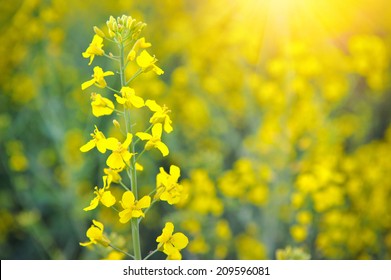 Close-up of canola or rapeseed blossom (Brassica napus)
