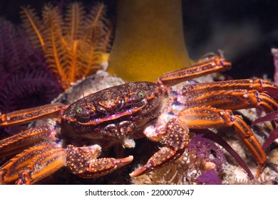 Closeup Of A Cape Rock Crab (Plagusia Chabrus) Facing The Camera Underwater