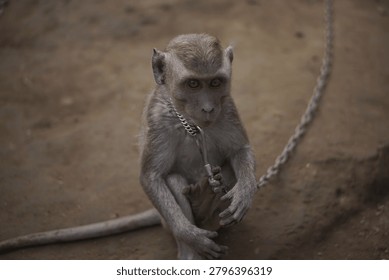 Close-up of a captive macaque monkey restrained by a metal chain around its neck and leg, sitting on dry earth. Its pensive gaze conveys a sense of melancholy and the harsh reality of animal confinement and exploitation.