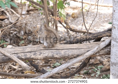 Close-up of a captive Sciurus lis