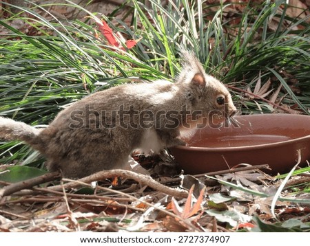 Close-up of a captive Sciurus lis