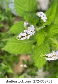 A close-up captures a cluster of small white flowers amidst textured green leaves and a spiky stem. The image highlights the delicate beauty of the tiny blooms and the intricate details of the plant's foliage.