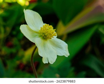 A close-up captures the pristine beauty of a white anemone flower, its delicate petals radiating from a vibrant yellow center.