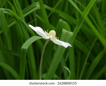 A close-up captures a single, pure white anemone flower with a pale yellow center, gently curving on its stem amidst a background of vibrant green, blade-like leaves.