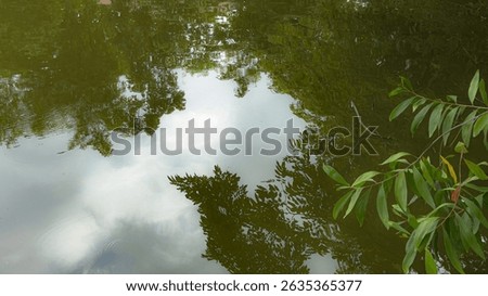 A close-up captures tranquil leaf shadows dancing on a water surface in a Thai forest, with hints of Salix and Algae present. The reflections create a dynamic, natural abstract scene.