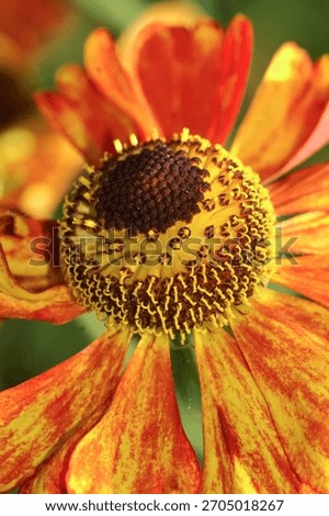 A close-up captures the vibrant heart of a Helenium flower, showcasing a mix of yellow, orange, and brown tones in detail.