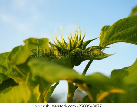 Close-up captures the vibrant luminosity of a budding sunflower against a clear blue sky, showcasing nature's delicate beauty and promising future growth in soft light.
