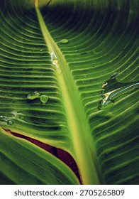 Close-up capturing the dynamics of clear water droplets resting and moving across the vivid, ribbed surface of a freshly hydrated tropical leaf.