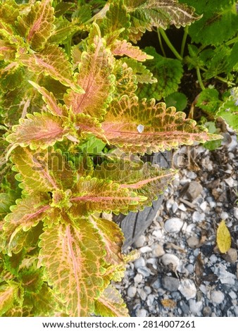 Close-up capturing the warm, copper-red and green variegation on the sharply serrated leaves of this Coleus variety.