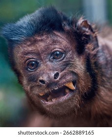 Closeup of a capuchin monkey baring its teeth in a playful or surprised expression, highlighting its facial features.