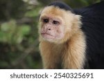 Close-up of a capuchin monkey with a pensive expression, showcasing its detailed facial features and fur texture in a natural, forested environment. Perfect for wildlife and conservation themes.