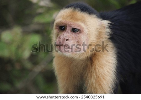 Close-up of a capuchin monkey with a pensive expression, showcasing its detailed facial features and fur texture in a natural, forested environment. Perfect for wildlife and conservation themes.