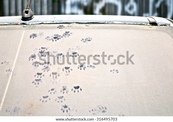 Close-up of car dust with dog footprints on a dirty\
glass window, front\
view.