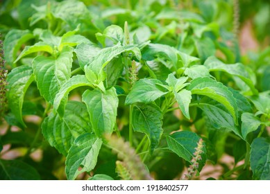 Closeup Caraway Leaves ,asian Herbal Growing In Garden.