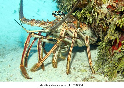 Close-up of a Caribbean Spiny Lobster (Panulirus Argus) on Sand Bottom, Looking out from its Cavern, Cozumel, Mexico