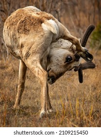 A Closeup Of A Caribou Scratching It's Head In Denali National Park, Alaska, USA