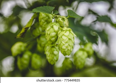 Close-up Cascade Hop Growing On A Branch Of Plant On At Farm.