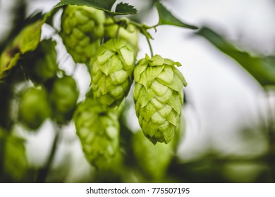 Close-up Cascade Hop Growing On A Branch Of Plant On At Farm.