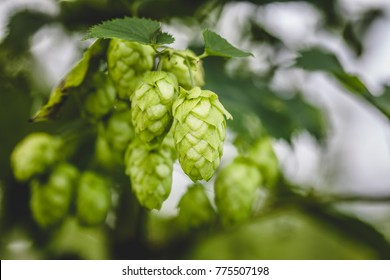 Close-up Cascade Hop Growing On A Branch Of Plant On At Farm.