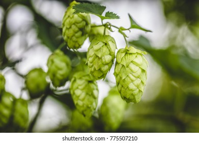 Close-up Cascade Hop Growing On A Branch Of Plant On At Farm.