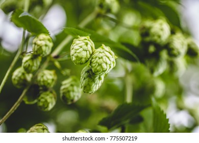 Close-up Cascade Hop Growing On A Branch Of Plant On At Farm.