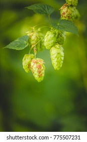 Close-up Cascade Hop Growing On A Branch Of Plant On At Farm.