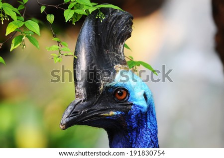 closeup Cassowary