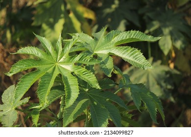 Closeup Of A Castor Plant Leaves