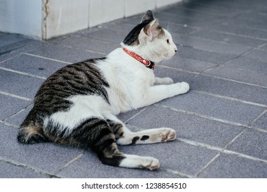 Close-Up Of Cat