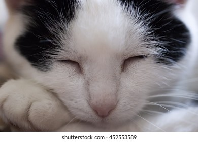 closeup cat