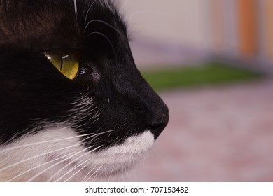 close-up cat