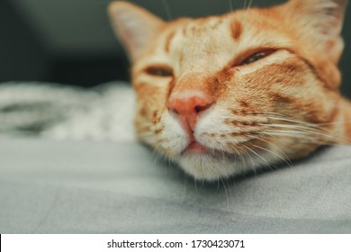 Close-up Of A Cat About To Fall Asleep