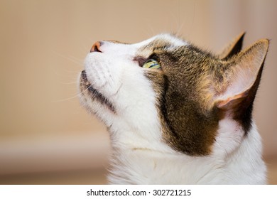 Closeup Of A Cat Begging For Food