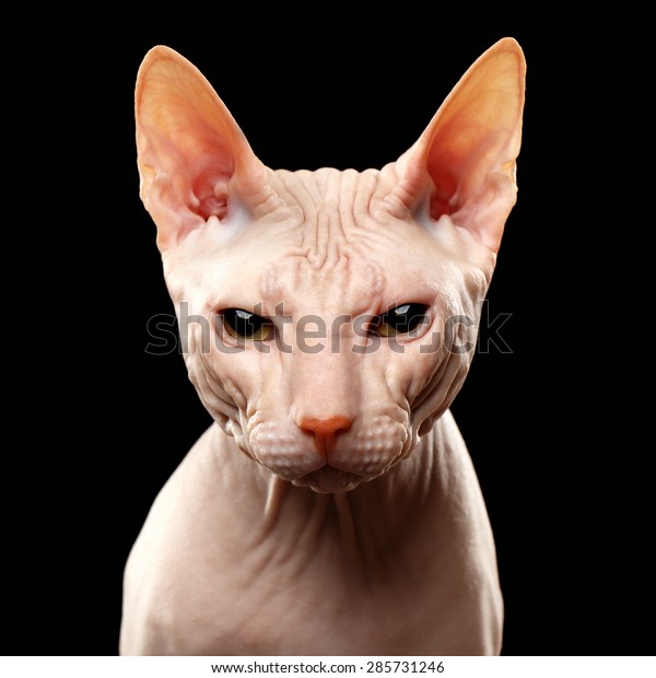 Gros Plan Chat De Race Sphynx Photo De Stock Modifiable