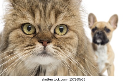 Close-up Of A Cat And Dog Hiding Behind, Isolated On White