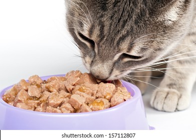 Closeup Of Cat Eating Food From A Bowl