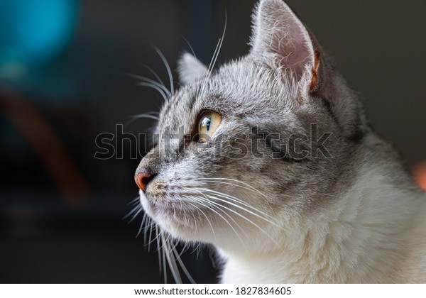 Close-up of a cat face.\
Portrait of a female kitten. Cat looks curious and alert. Detailed\
picture of a cats face with yellow clear eyes. Close up of cute\
feline face
