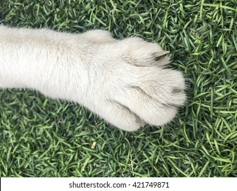 Closeup Cat Feet On Artificial Grass