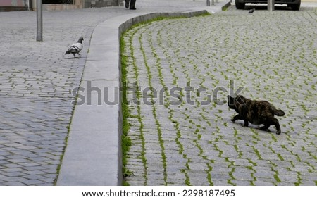 Close-up of a cat following a pigeon in a street