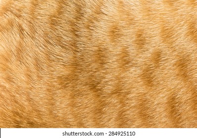 Close-up Of  Cat Fur Texture