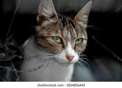 A close-up of a cat with glowing eyes