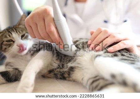 Close-up of cat having ultrasound scan in vet office. Veterinary clinic, veterinarian concept