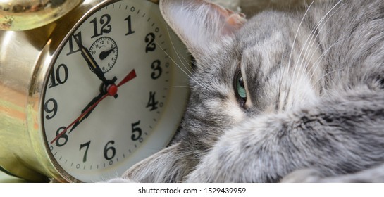 Closeup Cat Head Near A Vintage Alarm Clock. Concept - Time To Sleep