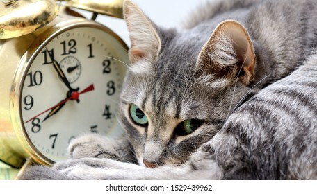 Closeup Cat Head Near A Vintage Alarm Clock. Concept - Time To Sleep