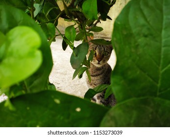Closeup of a cat looking from behind the tree - Shutterstock ID 1153273039