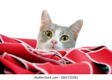 closeup of cat looking at camera 