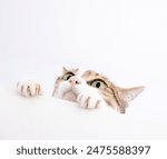 Close-up cat looking up while sitting against white background
