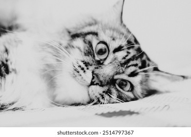 a close-up of a cat lying down, appearing peaceful