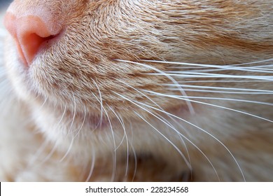 Closeup Cat Nose And Mustache